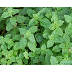 หญ้าเจลลี่สีดำ // platostoma palustre // วุ้นหญ้าเอเชียจำนวนมาก - Product Image 3