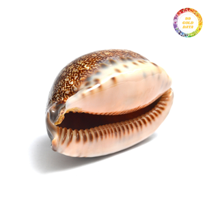 Conchas de cauri de tigre grandes naturales Fuente de Vietnam Conchas marinas limpias con brillo de nácar - Product Image 5