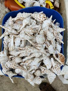 Coquillages vietnamiens en vrac à un prix d'usine: Choix du collectionneur - Product Image 5