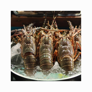 Distribuidor de mariscos congelados de langosta entera capturada en el océano - Product Image 5