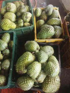 MEILLEUR PRODUIT SOURSOP PUREE // SOURSOP de NATUREL // HAUTE QUALITÉ au VIETNAM - Product Image 5