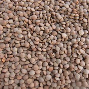High Quality Russian Green <b>Lentils</b> (NON-GMO) Ready for Export - Product Image 6