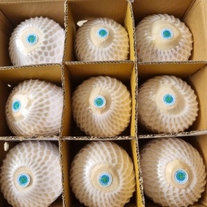 Pulpe de noix de coco semi-décortiquée fraîche pour boire - Qualité supérieure de noix de coco jeune en gros, prête à l'exportation - Product Image 4