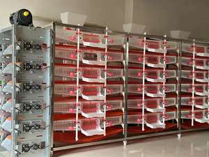 Uovo automatico di raccolta di plastica di quaglia gabbia HJ-QC400B - Product Image 5