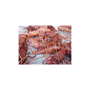 Langosta australiana de alta calidad para importadores y minoristas de mariscos - Product Image 6