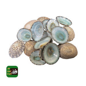 HERMOSAS CASQUILLAS Limpet PARA PROYECTOS DECORATIVOS DIY JOYERÍA HECHA A MANO Y DISEÑO INTERIOR DEL HOGAR - Product Image 4