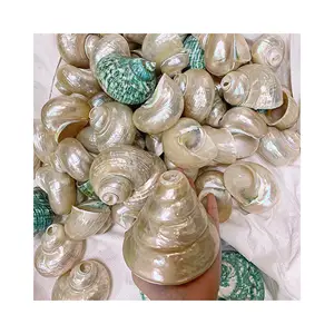 Silver Green Turbo Hermit Crab Shell Pearl White Seashells Cowry Shells Natural Operculum Beach Decor From Vietnam