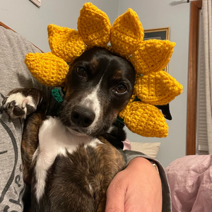 Gorro de ganchillo para gato con orificios para las orejas, disfraz de girasol hecho a mano para cumpleaños de mascotas, sombrero de cosplay con cordón - Product Image 3