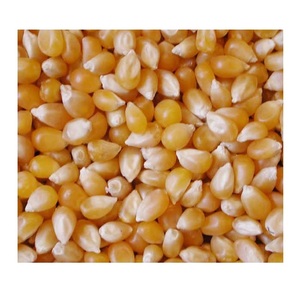 ข้าวโพดสีเหลือง - เมล็ดข้าวโพดสีเหลืองคุณภาพสูง - Product Image 4