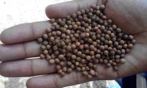 Embelia / Embelia Ribes/ Wawring - Product Image 2