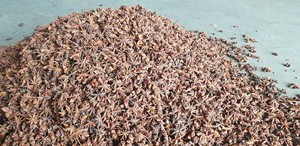 Tu Quy Anis Mélangé Vietnam Épices Printemps Automne Étoile Herbe Graine Fleur Séchée Pièce Motif Naturel Ad Séchage HACCP Certifié - Product Image 5