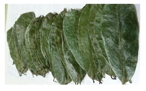 Feuilles de corossol naturelles - Feuilles de graviola de qualité supérieure pour l'exportation avec un prix compétitif sur le marché 2024 - Product Image 3