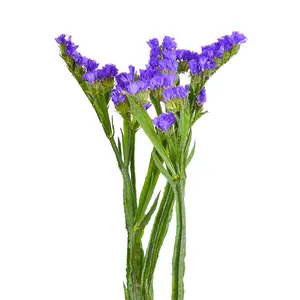 Best Selling Queniano Fresh Cut Flores Limonium Statice Blue Flower Bouquets Summer Flower Varejo Atacado Wedding Decorative