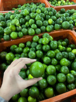 Premium Zaadloze Vietnamese Limes, Koudopgeslagen, Natuurlijk Sappig, Vers Citrusvrucht, TECHMIFOOD, 30-45 Dagen Houdbaarheid