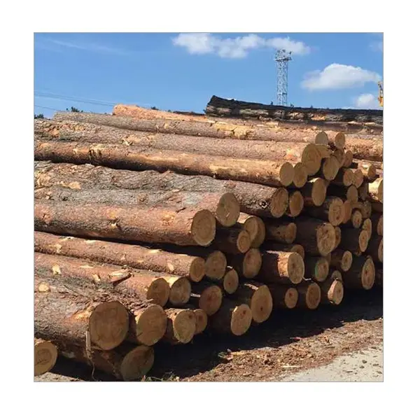 Pine, Hardwood timber, Teak wood / Pine wood logs, oak wood logs for supply at cheap price