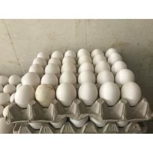 Huevos de Gallina de Mesa, Mejor Precio, Huevos Frescos de Granja de la Mejor Calidad para Consumo Humano - Product Image 6