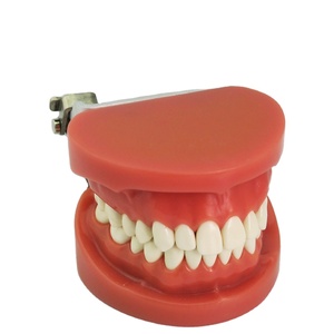 Modelo de diente estándar dental 28 dientes modelo de dientes práctico - Product Image 2