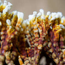 Extracto de Hongo Reishi en Polvo, Origen Vietnam, Sabor Amargo, Buen Empaque y Precio Competitivo - Product Image 5