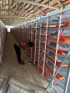 Uovo automatico di raccolta di plastica di quaglia gabbia HJ-QC400B - Product Image 4