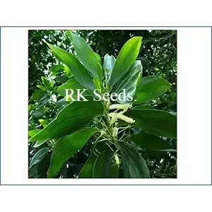 Graines de teck australien RK Seeds, graines d'acacia mangium, graines d'arbre, graines de Wattle noir, graines de Wattle Hickory, graines de Mangium forestier, grumes naturelles de mangrove - Product Image 2