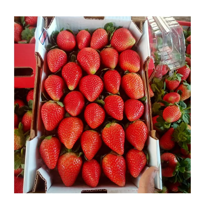 उत्कृष्ट गुणवत्ता वाला सबसे अच्छा बिकने वाला मिस्र प्राकृतिक स्वादिष्ट और मीठा ताजा स्ट्रॉबेरी