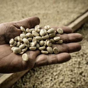 Granos de Café Robusta Tostados de Alta Calidad G1 G2 S16 de Vietnam, Suministro a Granel, Exportación Directa de Fábrica - Product Image 1