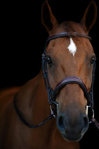 MEILLEURE bride de cheval de haute qualité avec bande de front en cristal pour chevaux NOUVEAU Cheval Noir fantaisie Bride en cuir Cheval Bling Bride avec - Product Image 2