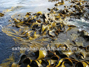 ผงสาหร่ายทะเล,ผงสกัดจากสาหร่ายทะเล - Product Image 3