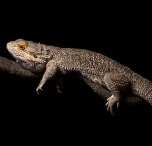 Eco-Friendly, Durable Handcrafted Coconut Fiber Vines - Flexible, Long-Lasting & Ideal for Terrariums & <b>Vivarium</b> <b>Decoration</b> - Product Image 2