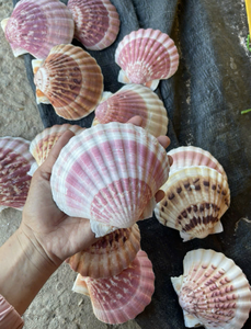 เปลือกหอยหอยเชลล์สีขาวธรรมชาติสำหรับตกแต่งโครงการ DIY ของตกแต่งบ้านและการแสดงธีมมหาสมุทร - Product Image 5