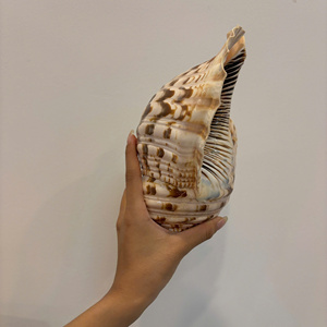 Trompeta de concha blanca única hermosa Charonia 100% Sea Natural Queen Conch para decoración y colección de regalos - Product Image 1