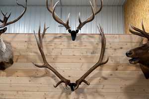 Cuernos de ciervo rojo de grado superior al por mayor, cuernos de ciervo rojo, cuernos de ciervo rojo enteros de forma natural - Product Image 4