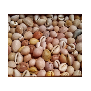 เปลือกหอยธรรมชาติรูปกระต่ายขาวสำหรับตกแต่งบ้านแบบทำมือ - Product Image 2