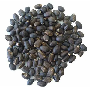 Semences de jatropha de qualité supérieure pour la production de biocarburants et l'approvisionnement en vrac agricole provenant d'un exportateur de confiance sans OGM - Product Image 4