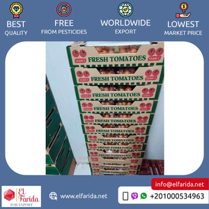 Ai Cập Nguồn Gốc Nhà Cung Cấp Chất Lượng Hàng Đầu Bán Buôn Số Lượng Lớn Trái Cây Tươi <span class=keywords><strong>Cherry</strong></span> Màu Đỏ Rau Tươi Cà Chua Tại Giá Tốt Nhất - Product Image 6