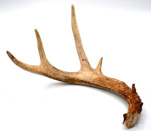 Natural Red Deer Antlers Cabello Tipo para la venta - Product Image 6