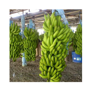 Bananas Cavendish Verdes Orgánicas Frescas al por Mayor de Alta Calidad 25 kg Alemania - Product Image 5