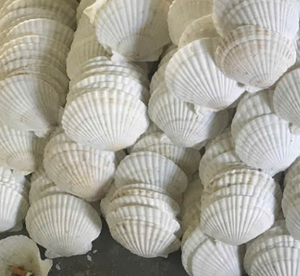 Cáscaras vieiras Exportación a granel | limpiado y utilizado para decorar casas o restaurantes son hermosos | Excelente Servicio Postventa - Product Image 2