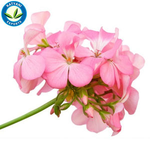 Wholesale Bulk Price Premium Quality Rose Geranium Essential Pure <b>Oil</b> Natural for Aromatherapy, Skin, <b>Candle</b> Making <b>Oil</b> Exporter - Product Image 3