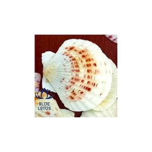 Oysster-conchas de costura muscular, precio bajo, se limpia - Product Image 2