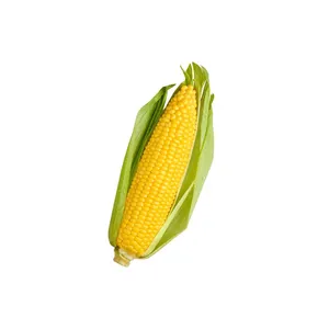 Granos de maíz Natural puro de alta calidad grano de maíz amarillo para animales/bolsas amarillas no Gmo Canadá blanco AD bolsas/a granel/personalizado