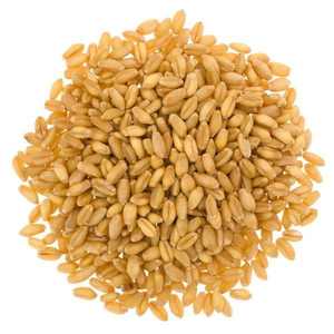 Organic Whole <b>Wheat</b> Grain for Sale Wholesale Supplier Economically Priced - Product Image 6