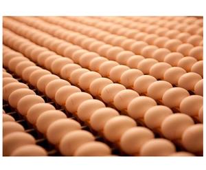 Œufs de poulet bio de fermes allemandes, vente directe à prix abordable, œufs de table blancs, œufs de poulets de chair, durée de conservation de 2 ans - Product Image 4