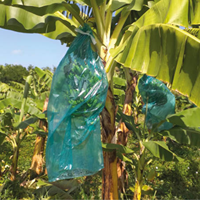 UV-bestendige PP plastic zak - Premium kwaliteit voor plastic afdekking voor bananenteelt & bescherming - 0,1 mm dikte