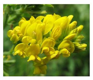 Üreticiden doğrudan satış tarım için en kaliteli organik yonca tohumları doğal Medicago saagriculture - Product Image 1