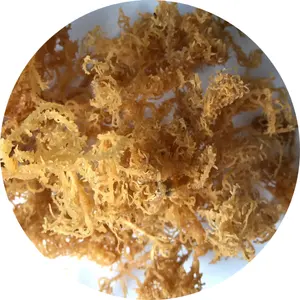 High Quality - Dried Brown/Yellow Sea Moss Seaweed eucheuma cottonni - From Vietnam With Free Custom Logo Bag