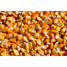 Venta al por mayor de Piensos Premium para Animales | Harina de Soja, Harina de Pescado, Heno de Alfalfa y Ingredientes para Pie - Product Image 3