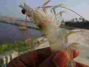 Bioclean Aqua Plus Animal Feed Probióticos para Vannamei Shrimp - Product Image 4