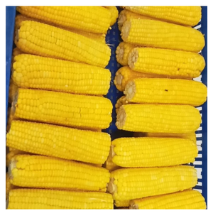 Coupes d'épis de maïs sucré congelés de qualité supérieure et grains de maïs jaunes Vietnam - Product Image 3