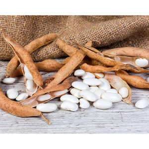 Para la venta Frijoles blancos naturales Frijoles de azúcar blanco Nueva cosecha Frijoles de riñón blancos a precio barato - Product Image 6